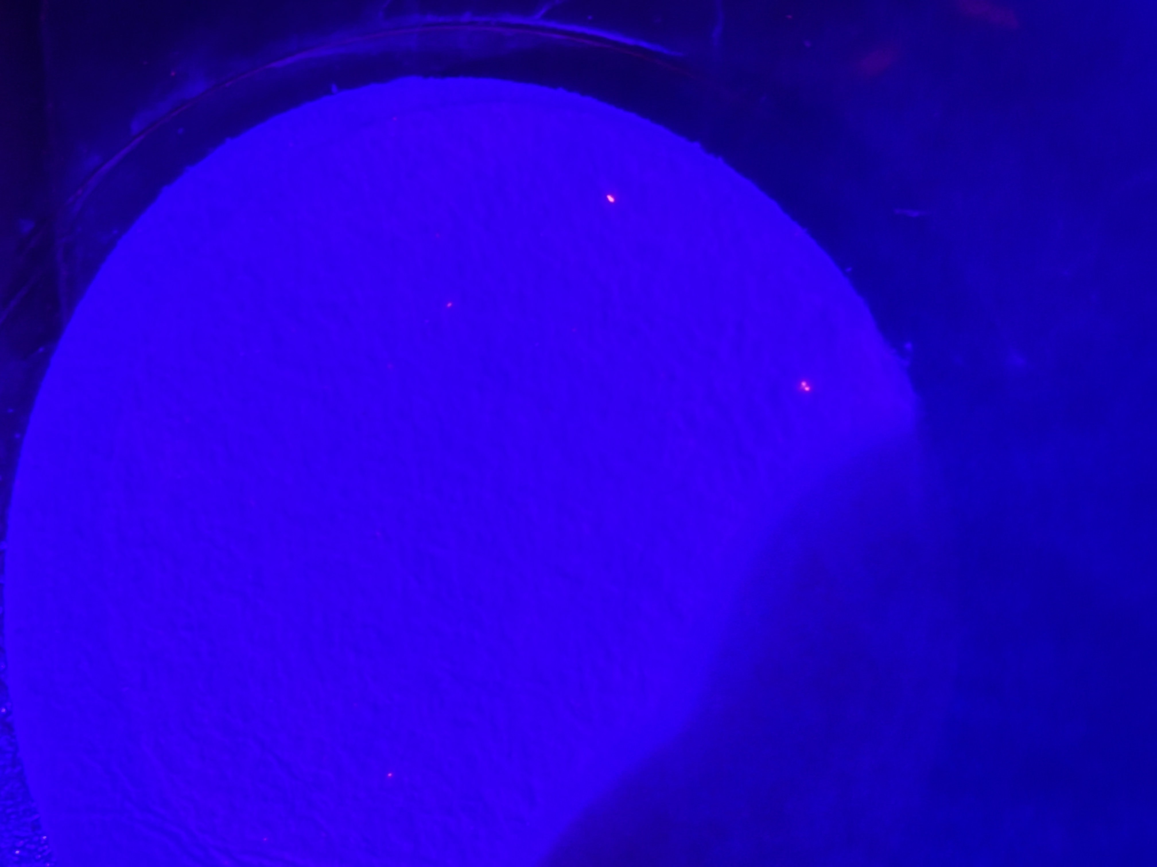 Clean filtered water sample under fluorescence microscopy